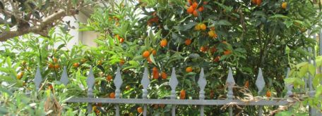 San benedetto del tronto 2015 - t19